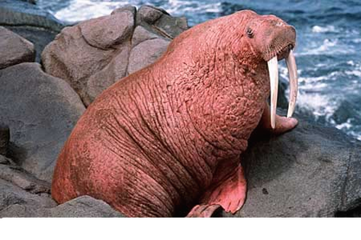 Walrus - 2015 Marine Animal Predictions